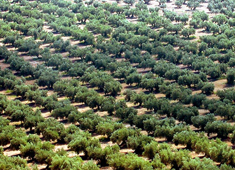 El olivo más viejo de España tiene 1.701 años y está en Ulldecona Olivar-1-800x580